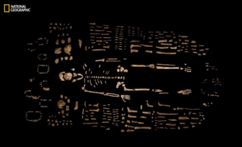 skeleton of H. naledi