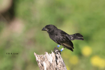 Medium ground finch (Geospiza fortis) on Daphne Major Island, Galápagos.