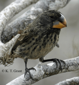 Large ground finch (Geospiza magnirostris) on Daphne Major island, Galápagos.