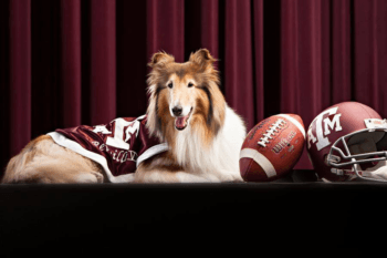 Reveille VIII