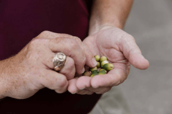 Century Oak acorns