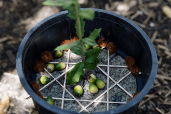 century oak tree - acorns