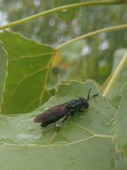 black soldier fly on a leaf