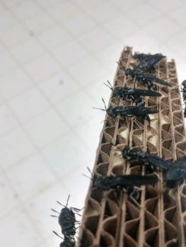 Black soldier flies typically lay one batch of eggs.