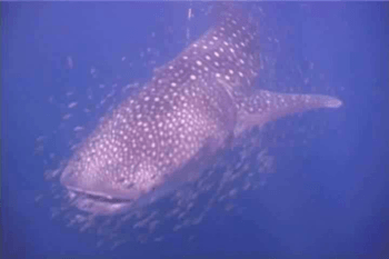 whale shark