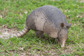 armadillo