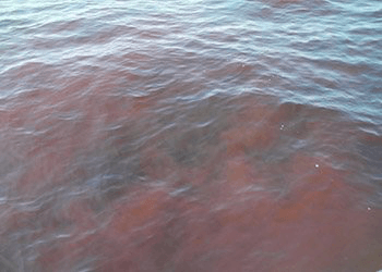 Red tide on the Texas coast