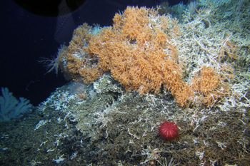 patch of recovering scleractinian reef