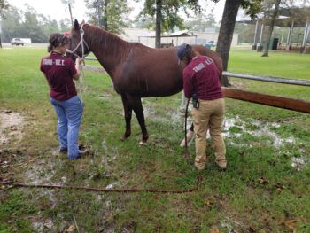 Members of Texas A&M's Veterinary Emergency Team care for a horse during a downpour in Chambers County.