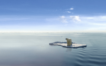 polar bear on ice