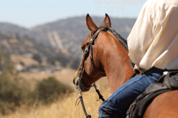 a horse and rider