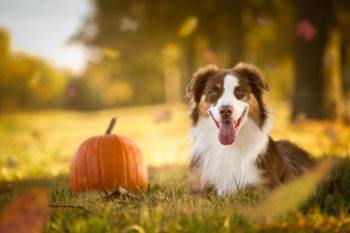 An Australian Shepherd in autumn.