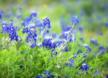 Texas Bluebonnets wildflowers