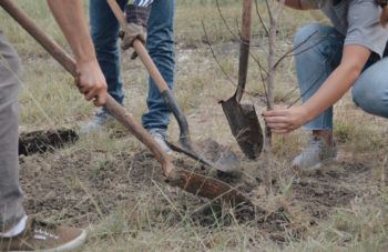 Planting a tree