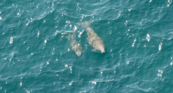 two dugongs