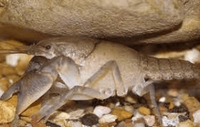 Procambarus caeruleus