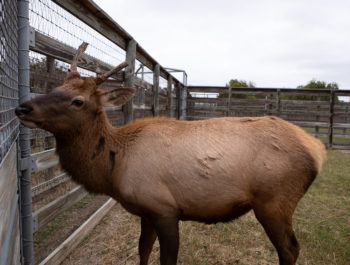 Elliott the elk