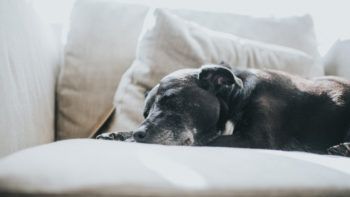 Sweet old dog, snoozing on a sofa.