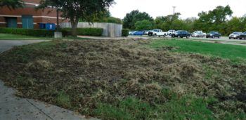 rooted up grass in a yard