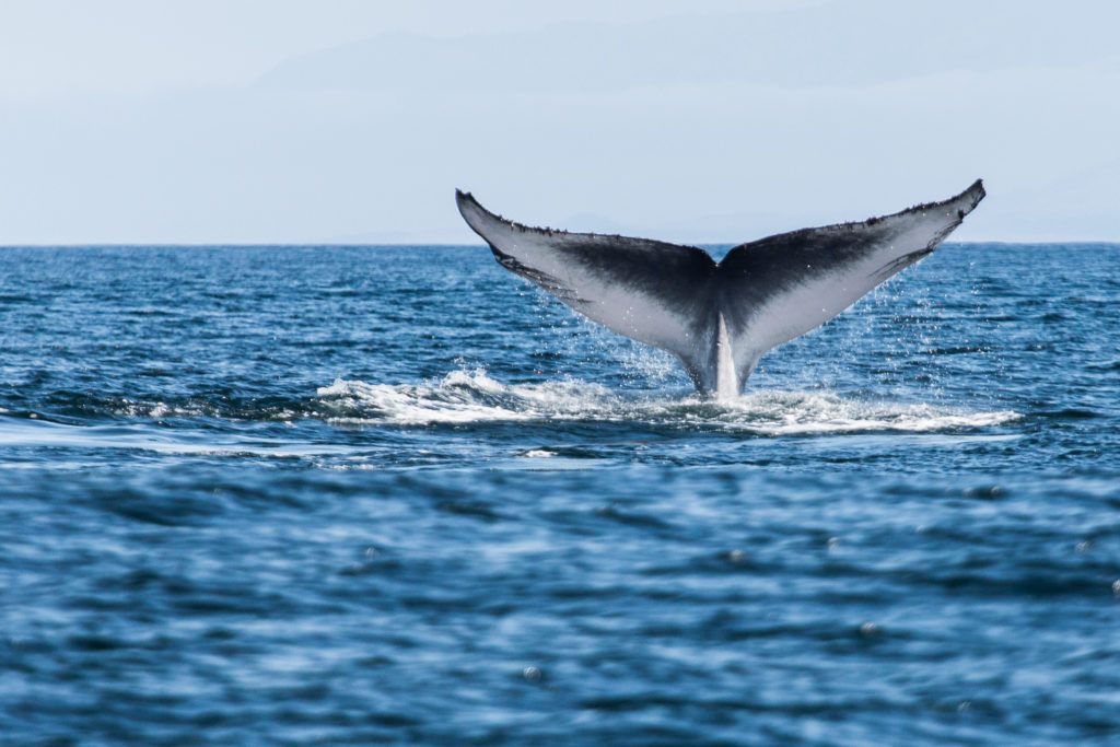 The tail of a blue whale surfacing from the ocean