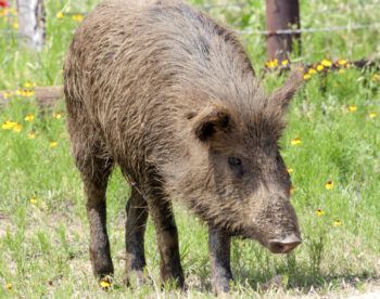 A feral pig walking among the wildflowers in South Texas.
