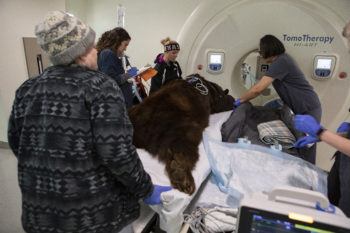 Staff prepare a bear to entire a machine
