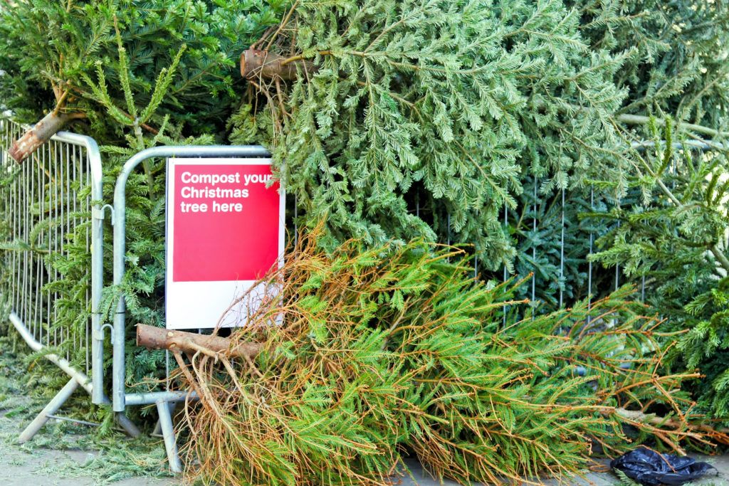 christmas trees piled behind a fence with a sign that says "compost our christmas tree here"