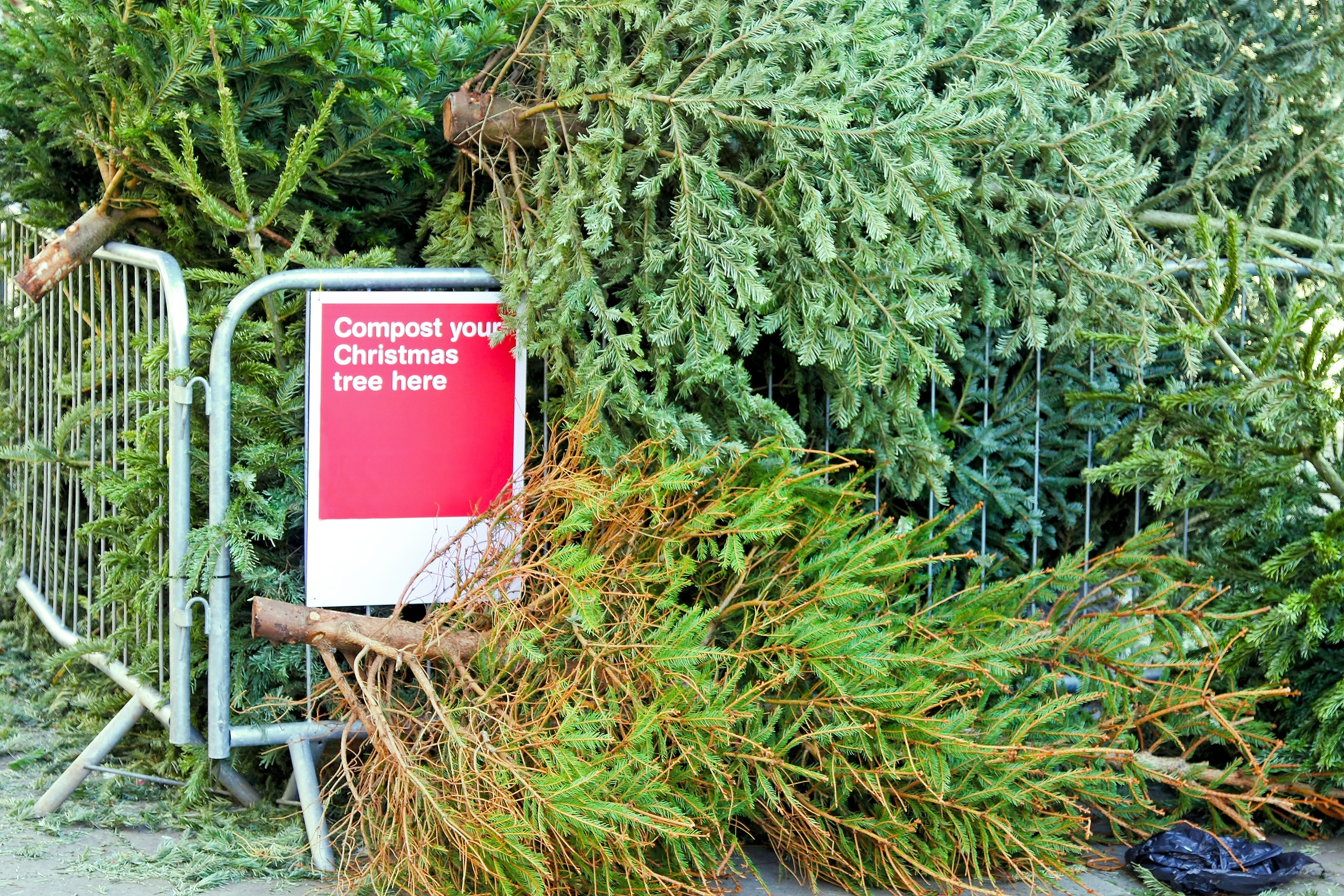 christmas trees piled behind a fence with a sign that says "compost our christmas tree here"