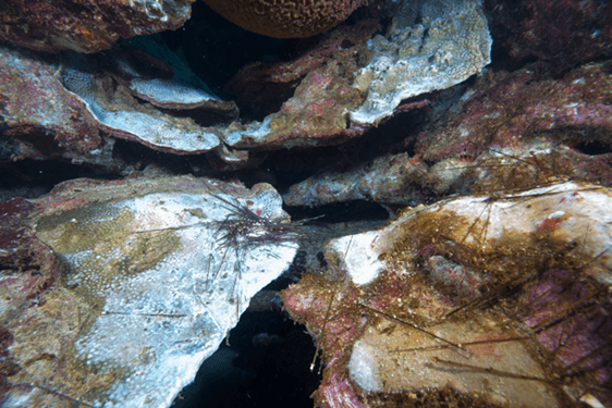 A dead sea urchin in the area of mortality on the East Bank coral reef of the Flower Garden Banks National Marine Sanctuary.