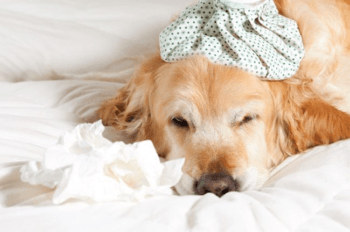 a dog with an icepack on its head lies on a bed