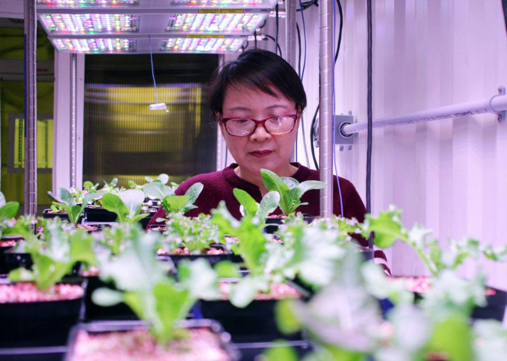 a woman standing under purple late looks at rows of potted seedlings