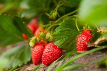 Fresh organic strawberry growing outside