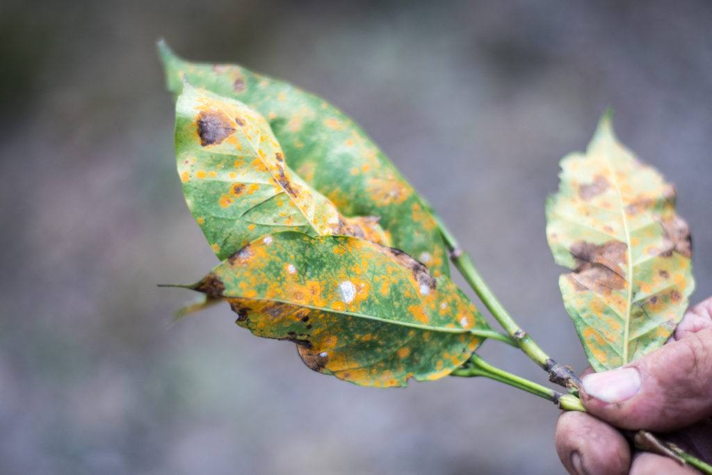 Coffee leaf rust (Hemileia vastatrix) on a coffee farm in Aquires, Costa Rica.