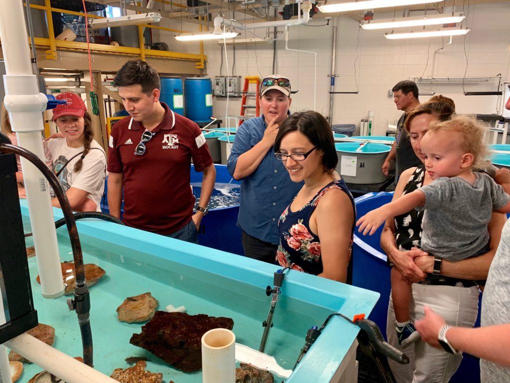 people in the sea lif faclity look in a tank of marine life