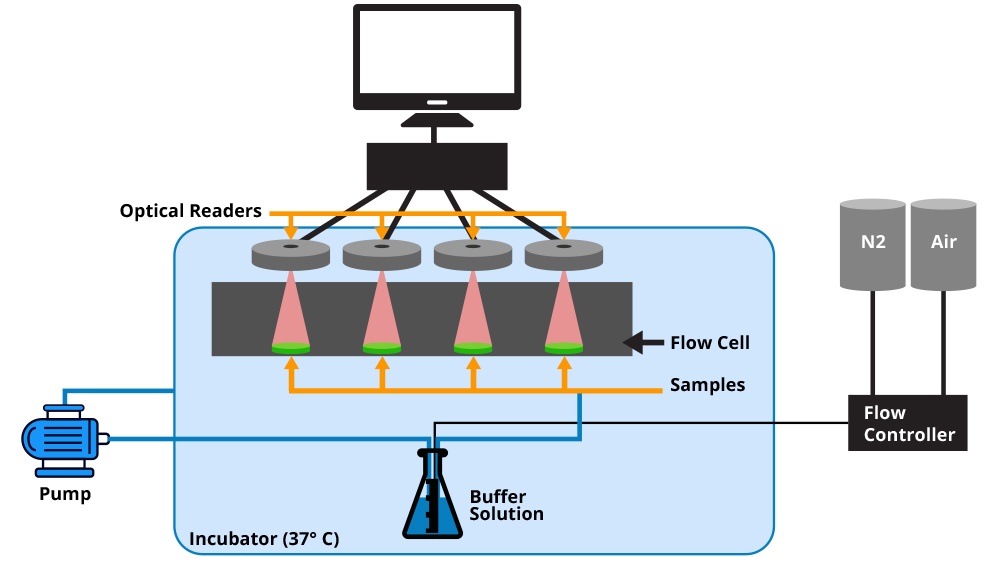 illustration of Experimental set-up used in the study to measure urate levels.