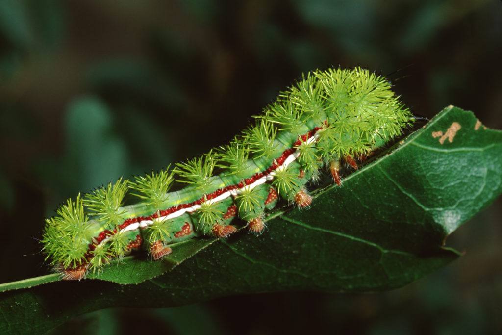 Io moth caterpillar