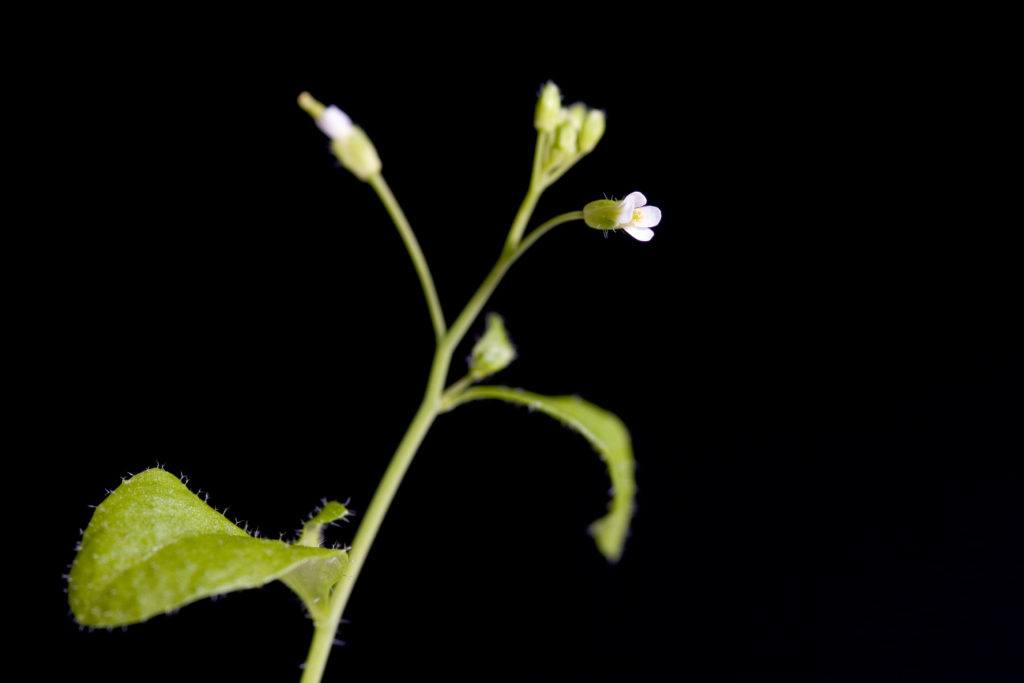 arabidopsis plant against black background