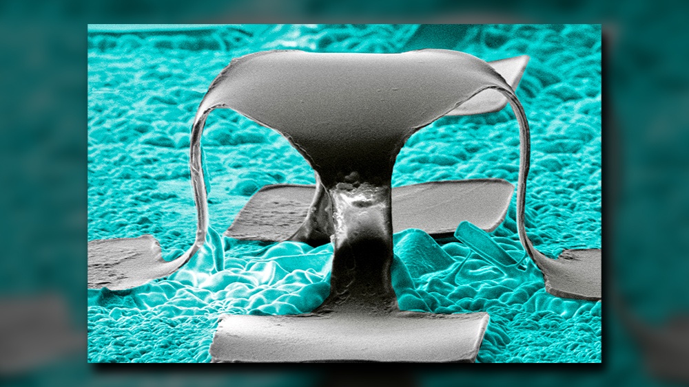 Electron micrograph of the tiny, table-shaped pressure sensor used in the study.