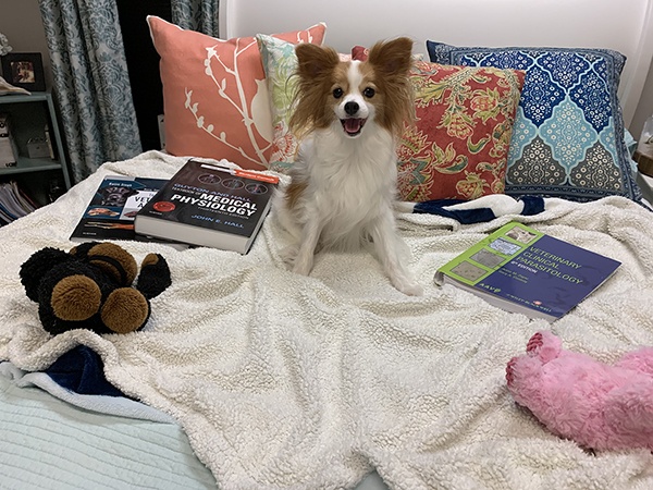 small dog on bed surrounded by books
