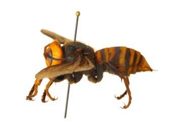 bilateral view of asian giant hornet