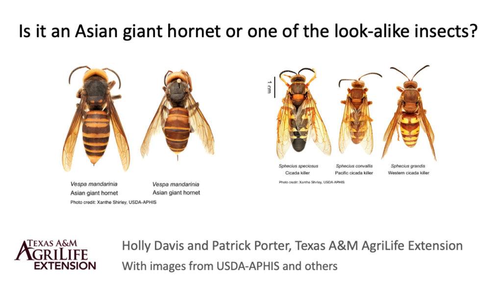 A cicada killer wasp and burrow.