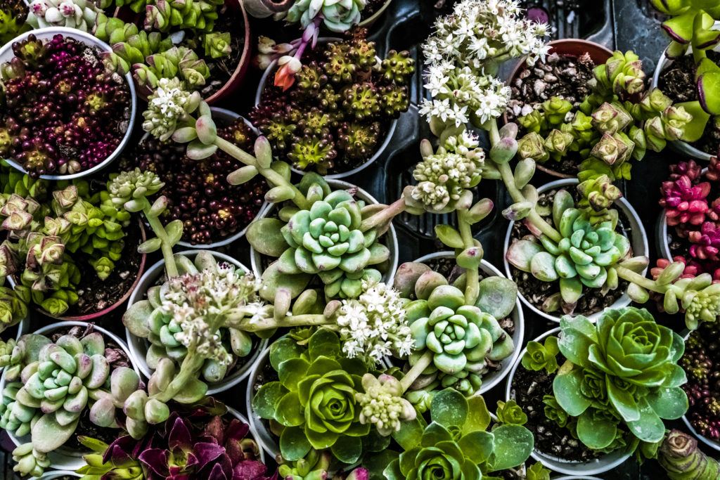 succulent plants