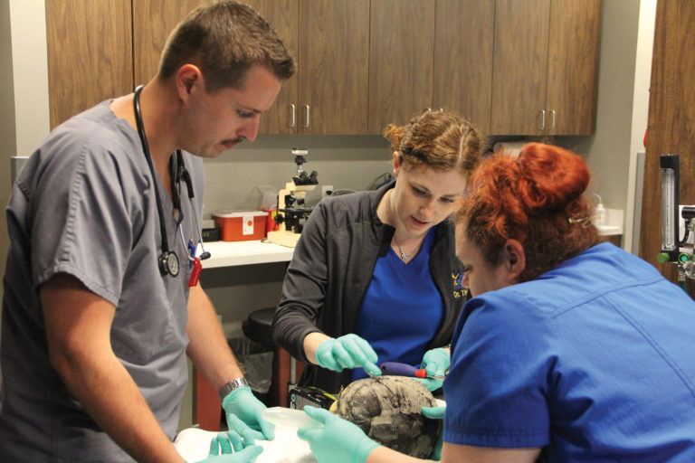 Vet student Daniel Olson, Dr. Lauren Thielen, and Vet Tech Tonya Green reattach Sam the red-eared slider's fractured shell with screws.