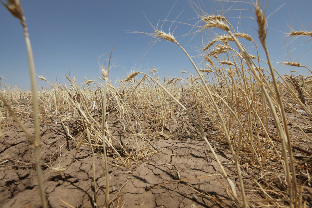 dry wheat field