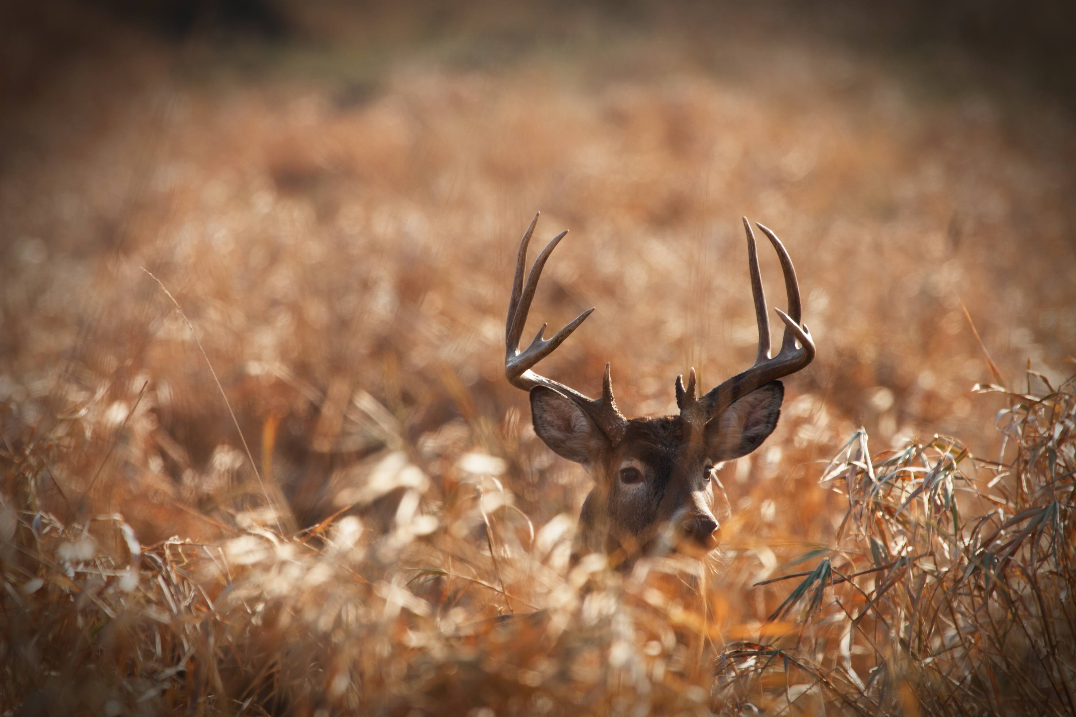 Large whitetail buck deer hidden in a deep patch of prairie grass.