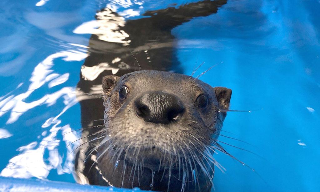 a photo of Fisher the otter swimming
