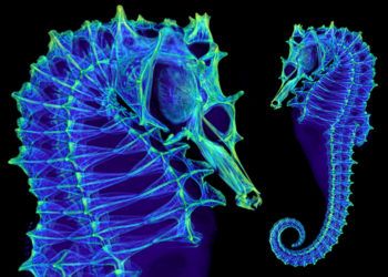 a 3d scan of a seahorse