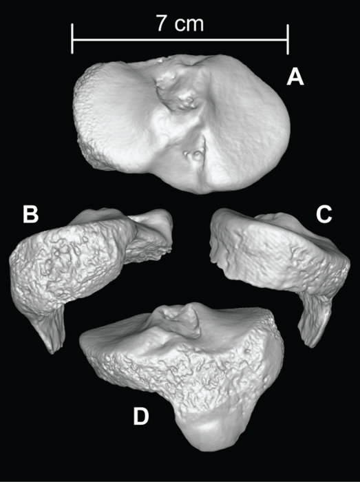 Imaging of the Lucayan shin bone dated by Sullivan.