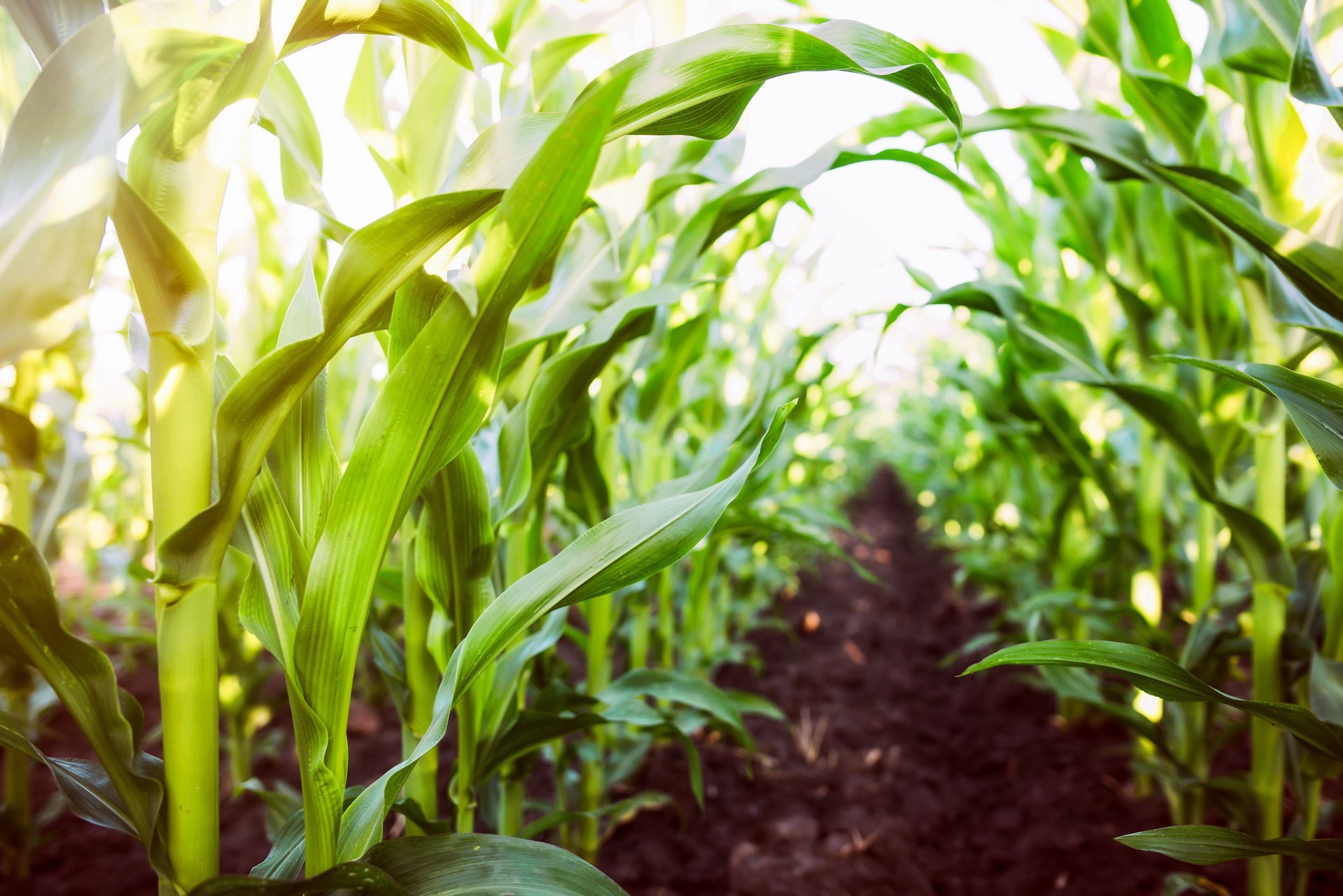 rows of corn