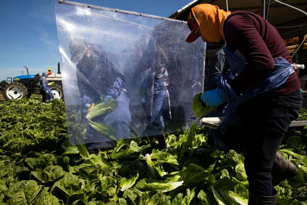 Farm laborers harvest romaine lettuce on a machine with heavy plastic dividers that separate workers from each other